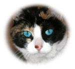 Theresa Husarik - professional Utah Photographer Writer